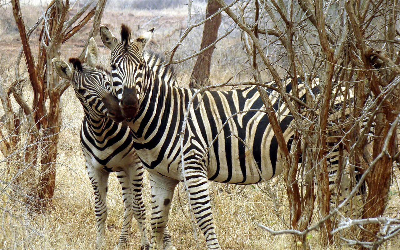 Schwarz-weiß gestreifte Tier, Zebra HD Wallpaper #20 - 1280x800
