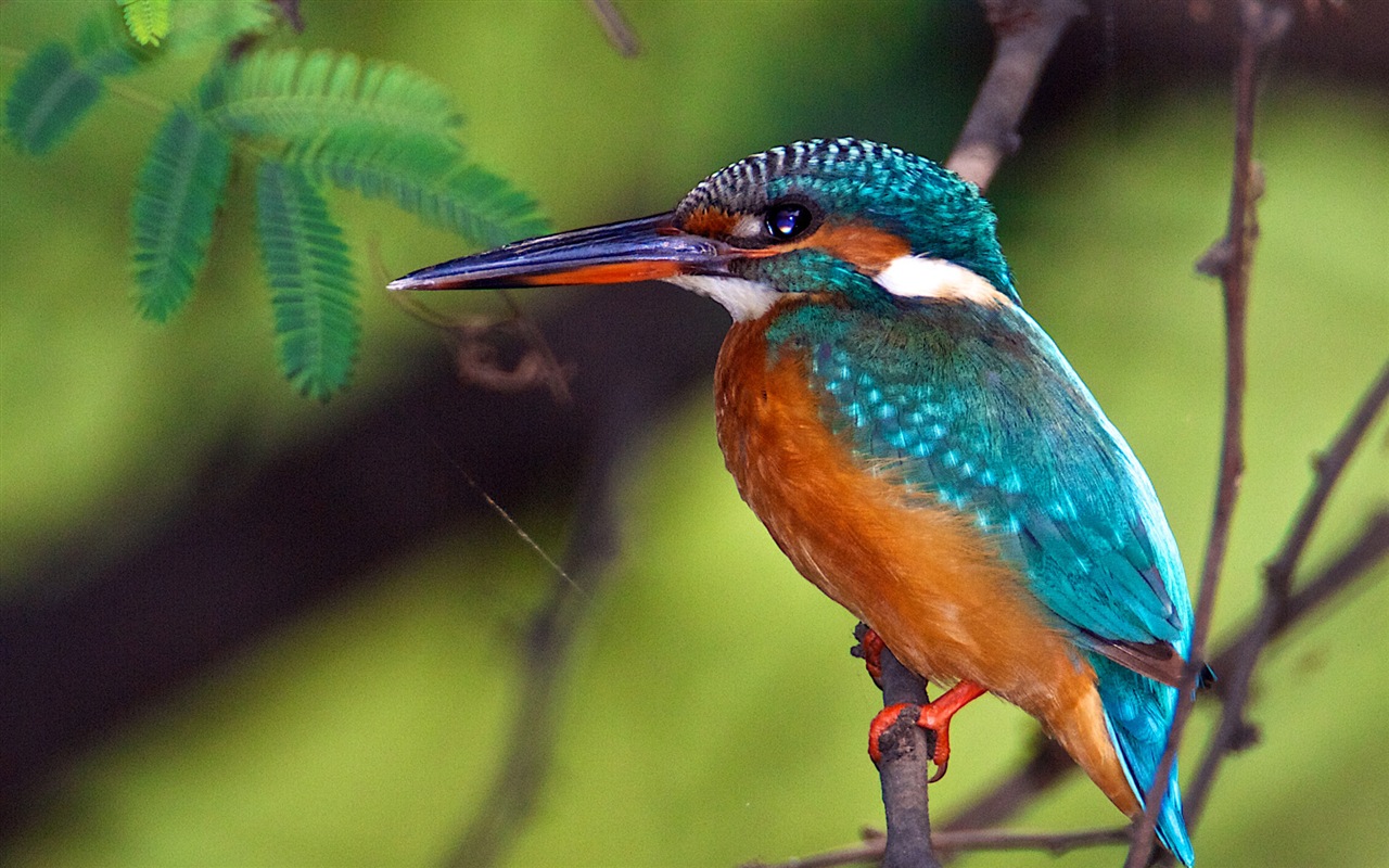 Fondos de pantalla de patrón de pesca, el martín pescador HD #2 - 1280x800