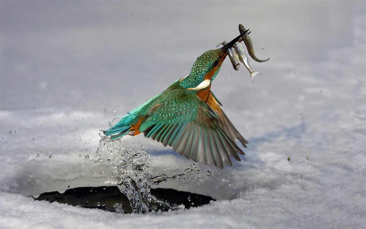 捕魚高手，翠鳥高清壁紙 #7 - 1280x800