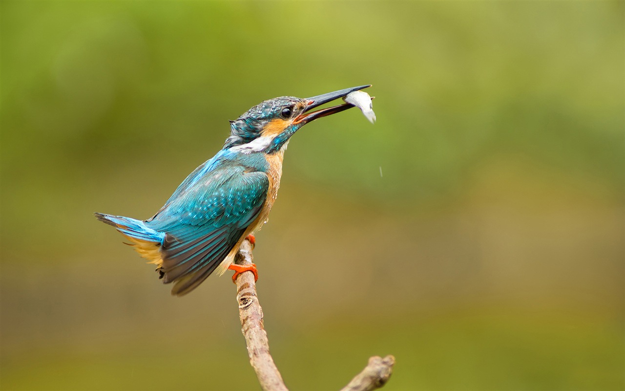 捕魚高手，翠鳥高清壁紙 #9 - 1280x800