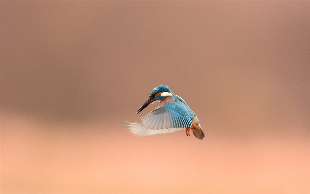 捕魚高手，翠鳥高清壁紙 #10 - 1280x800