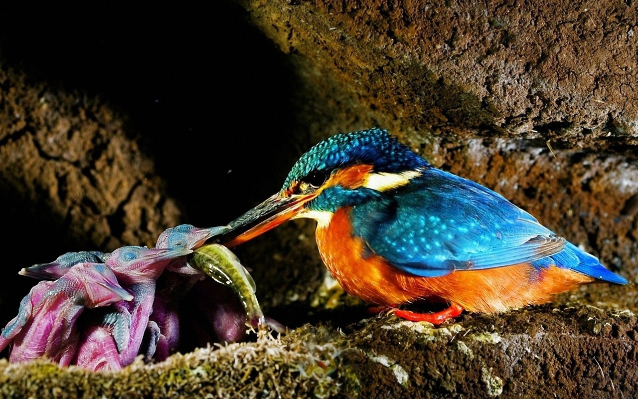 捕魚高手，翠鳥高清壁紙 #11 - 1280x800