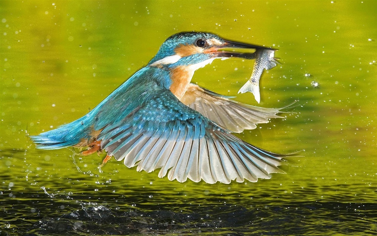 捕魚高手，翠鳥高清壁紙 #12 - 1280x800