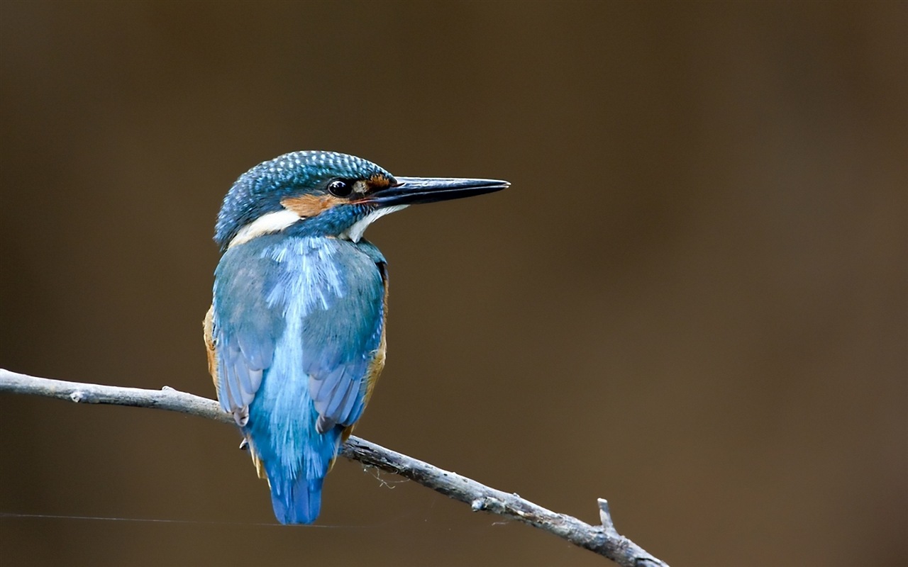 Rybaření Master, ledňáček HD tapety na plochu #13 - 1280x800