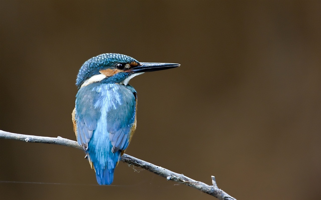 Fishing master, kingfisher HD wallpapers #13 - 1280x800