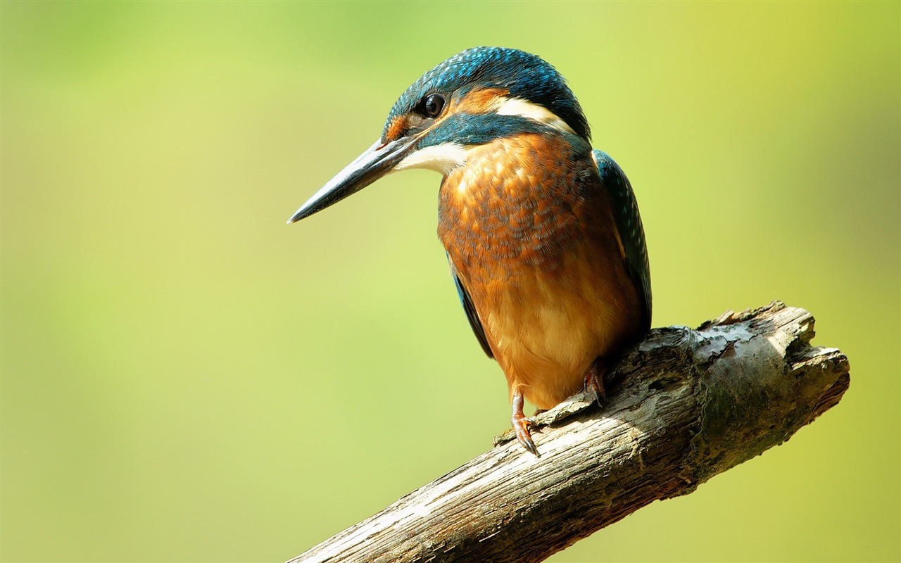 捕魚高手，翠鳥高清壁紙 #14 - 1280x800