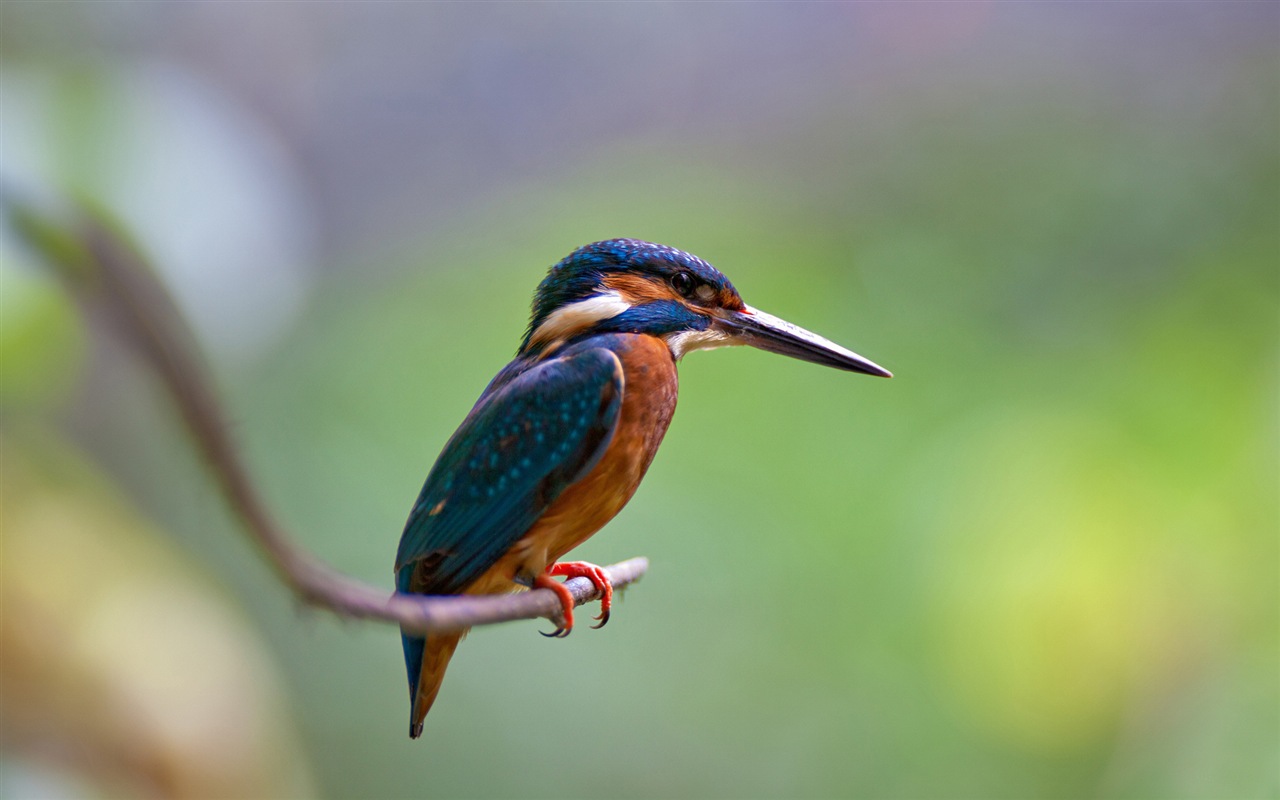 捕魚高手，翠鳥高清壁紙 #16 - 1280x800