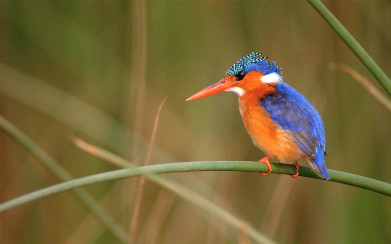 Fishing master, kingfisher HD wallpapers #18 - 1280x800