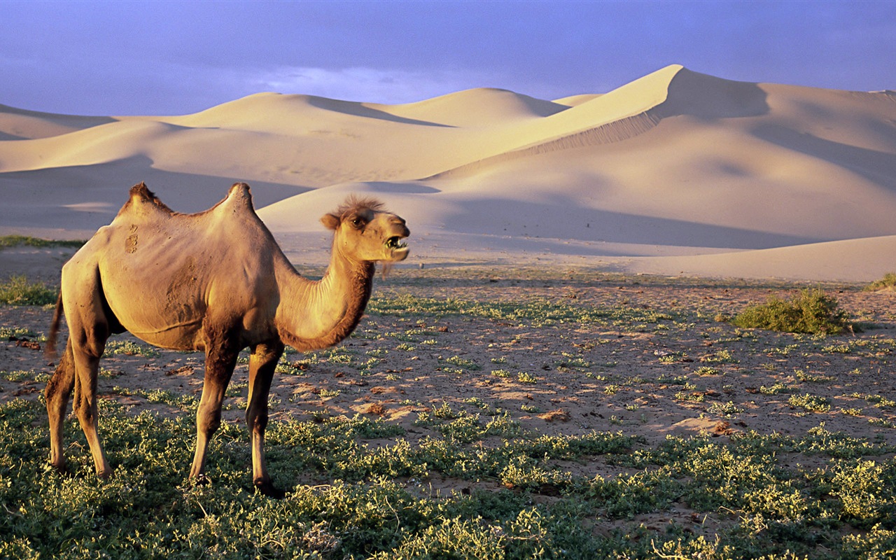 動物的世界，Windows 8 全景寬屏壁紙 #5 - 1280x800