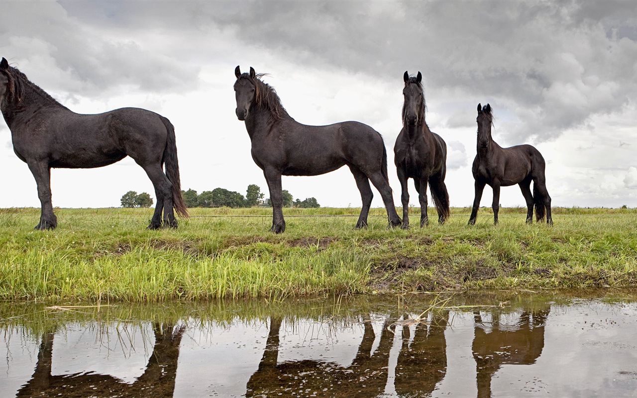 Monde animal, de Windows 8 fonds d'écran widescreen panoramique #7 - 1280x800