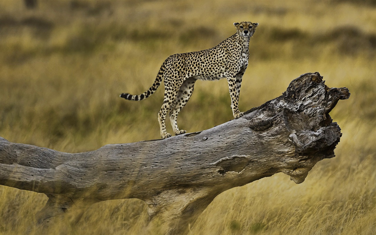 Animal world, Windows 8 panoramic widescreen wallpapers #8 - 1280x800