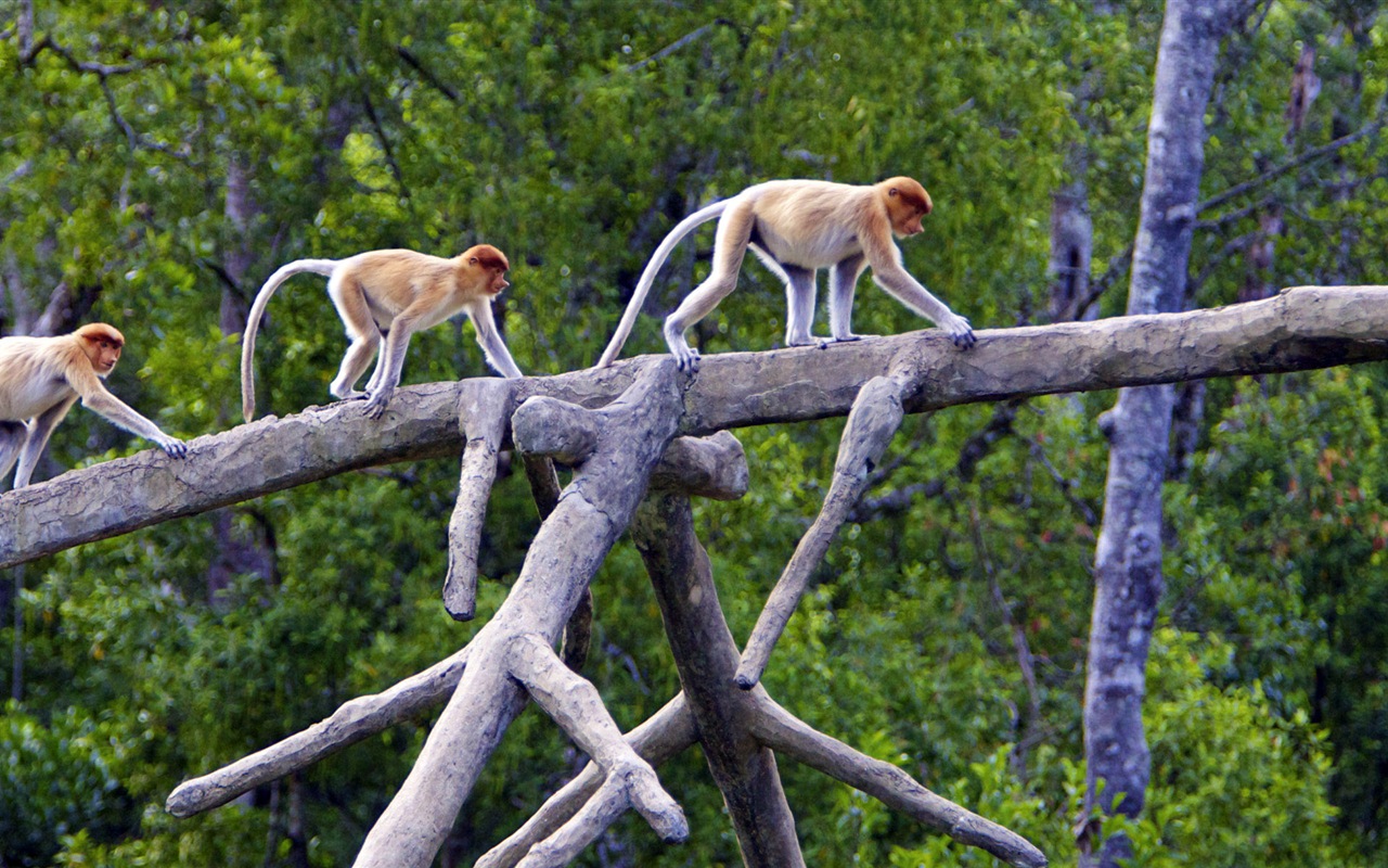 Monde animal, de Windows 8 fonds d'écran widescreen panoramique #10 - 1280x800