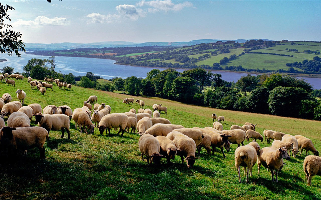 Monde animal, de Windows 8 fonds d'écran widescreen panoramique #12 - 1280x800