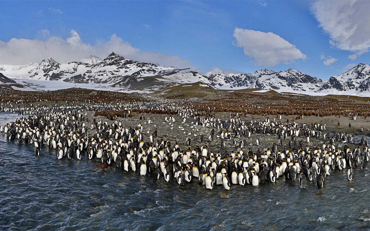 Monde animal, de Windows 8 fonds d'écran widescreen panoramique #13 - 1280x800