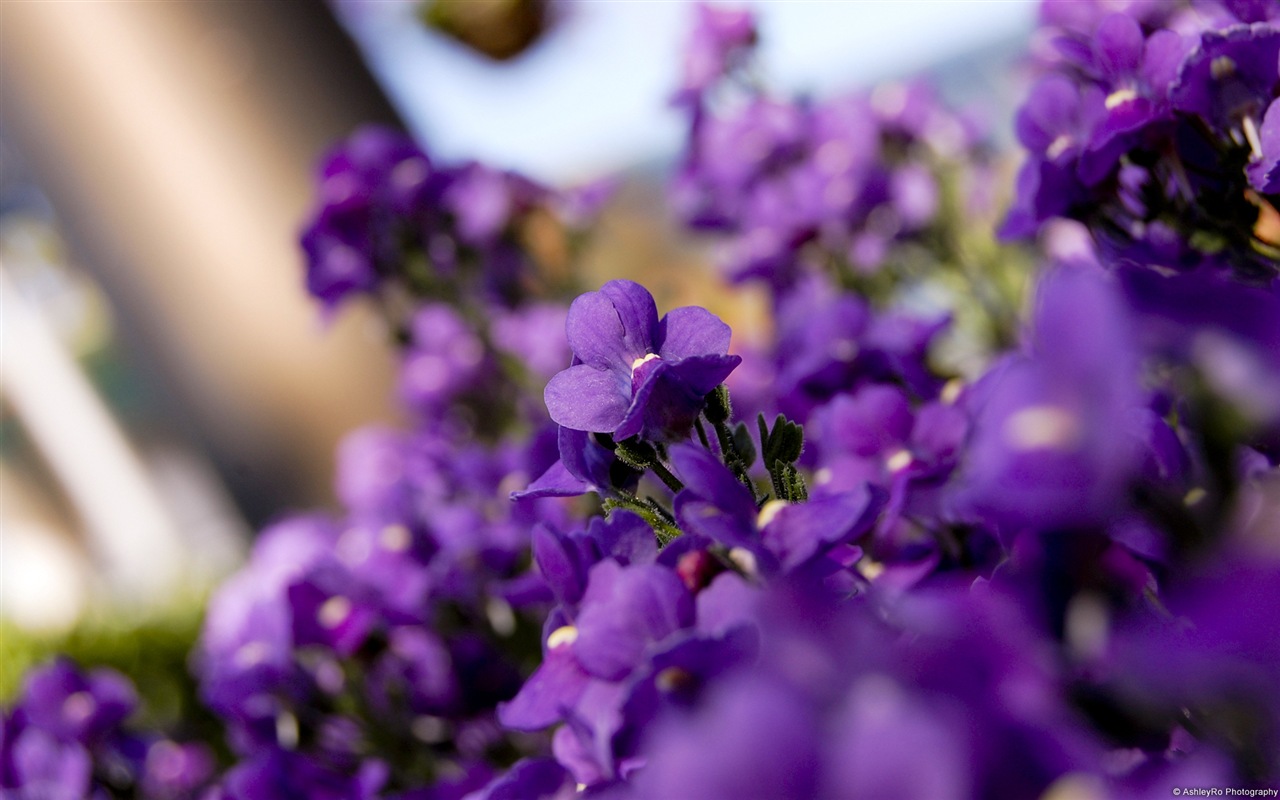 Colorful flowers close-up, Windows 8 HD wallpapers #3 - 1280x800