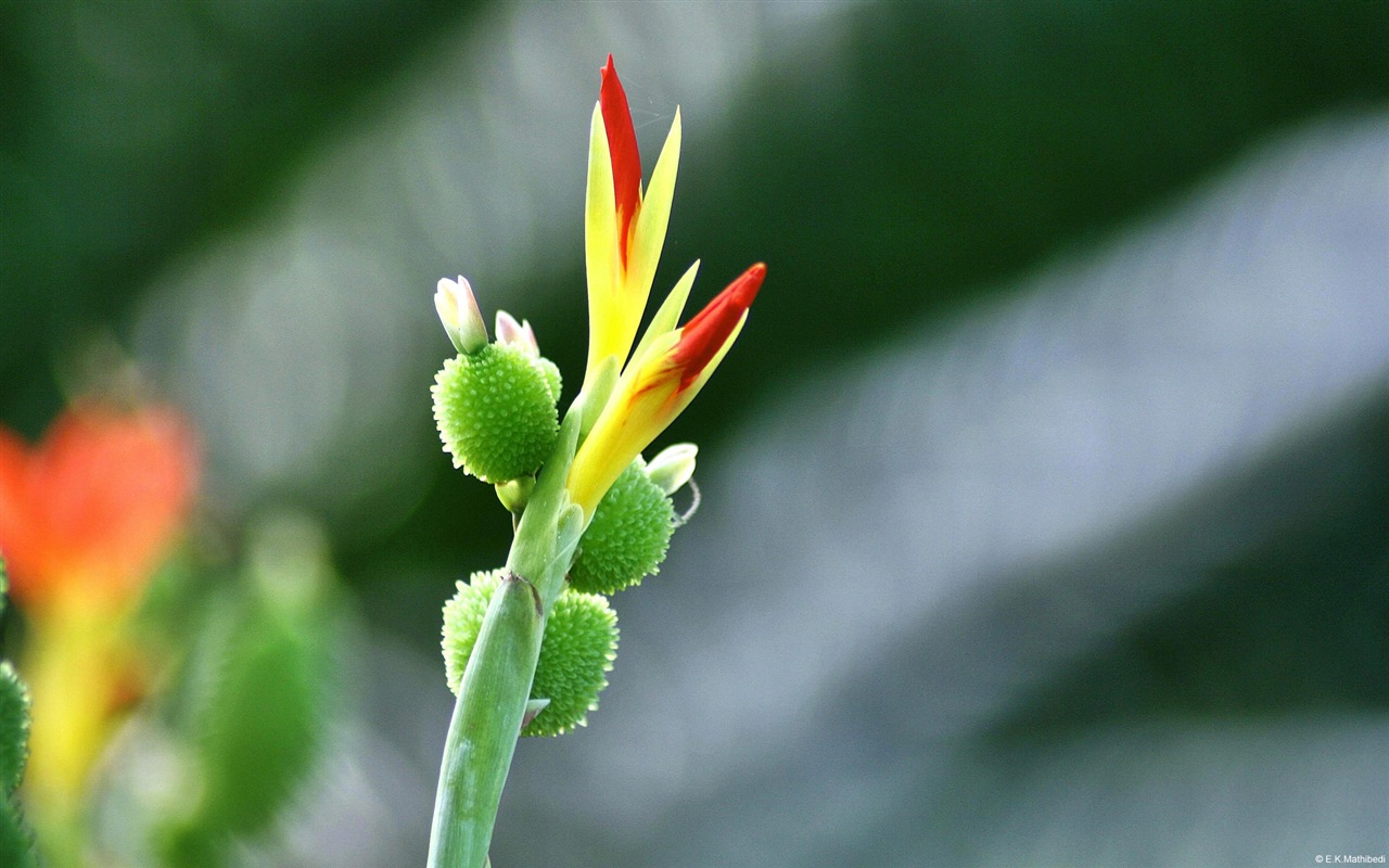 五顏六色的鮮花特寫，Windows 8 高清壁紙 #14 - 1280x800
