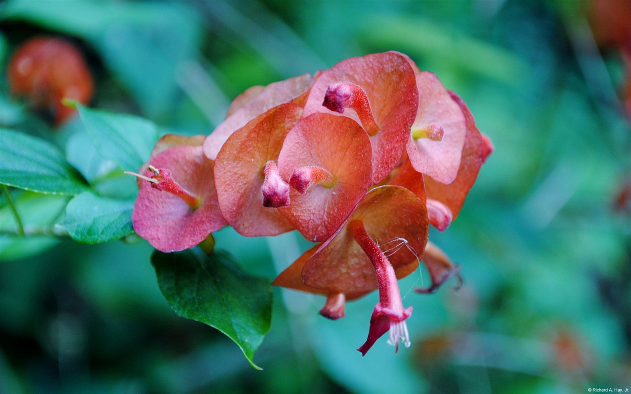 五顏六色的鮮花特寫，Windows 8 高清壁紙 #16 - 1280x800