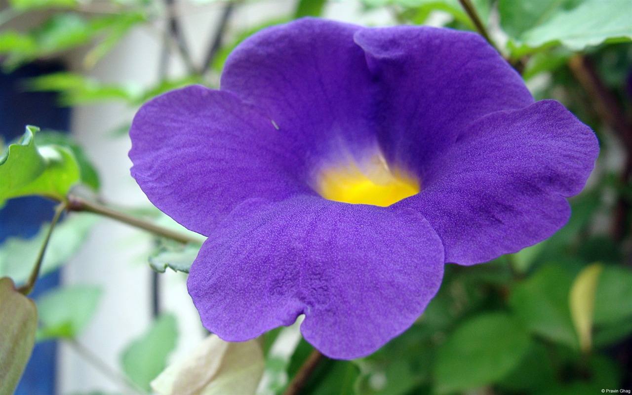 五顏六色的鮮花特寫，Windows 8 高清壁紙 #20 - 1280x800