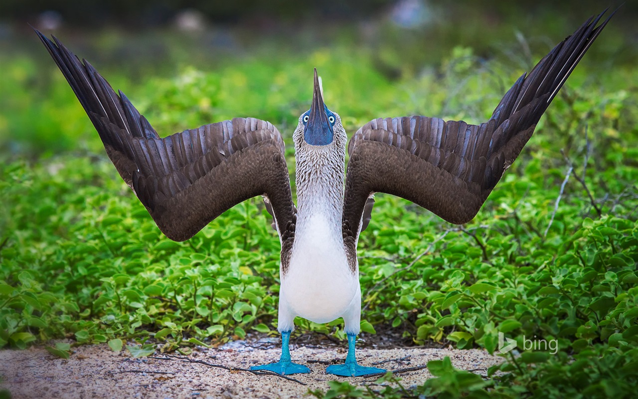 June 2014 Bing official wallpaper selection #6 - 1280x800