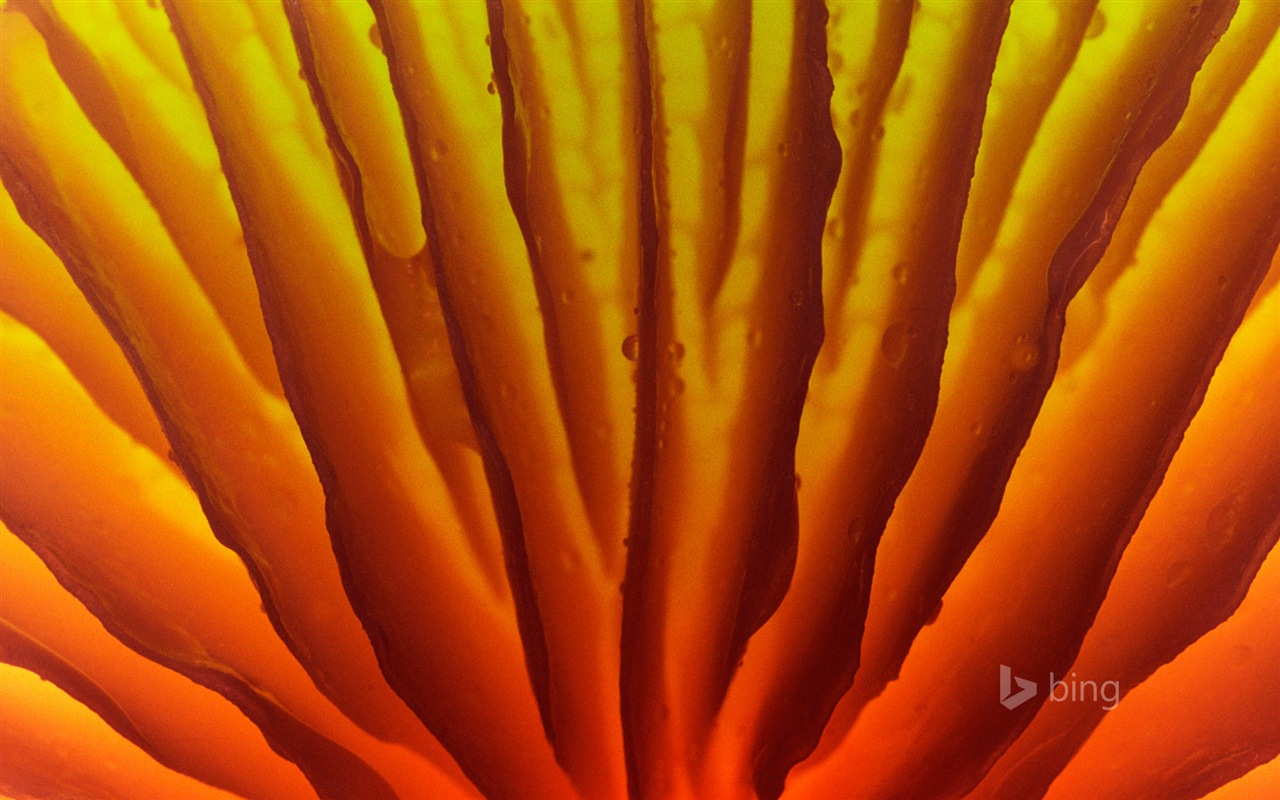 06. 2014 Výběr Bing oficiální wallpaper #11 - 1280x800