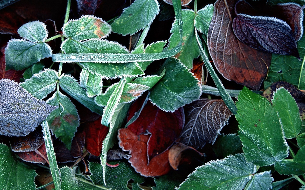 Hojas de las plantas con fondos de pantalla de alta definición de rocío #3 - 1280x800