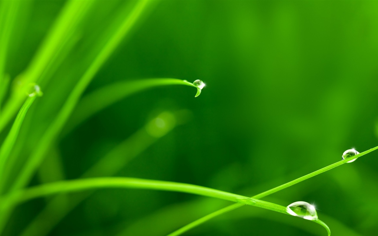 Plant leaves with dew HD wallpapers #4 - 1280x800