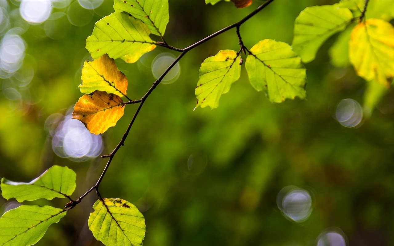 Les feuilles des plantes avec des papiers peints rosée HD #6 - 1280x800