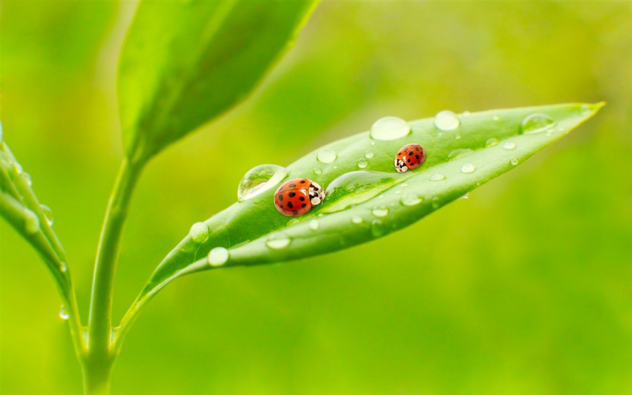 Plant leaves with dew HD wallpapers #9 - 1280x800