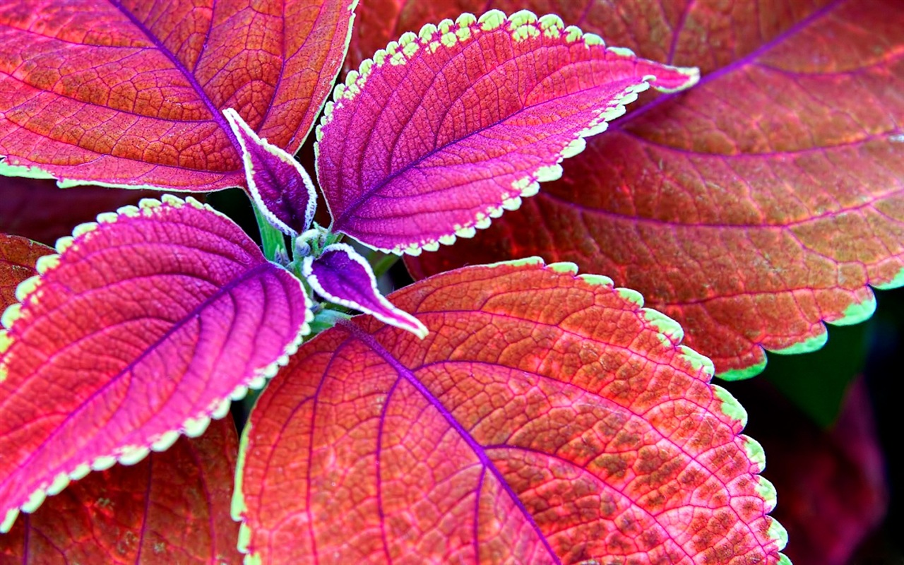Les feuilles des plantes avec des papiers peints rosée HD #10 - 1280x800