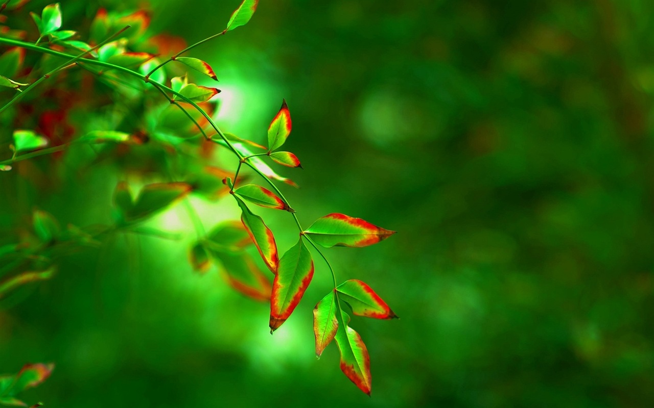 Les feuilles des plantes avec des papiers peints rosée HD #11 - 1280x800