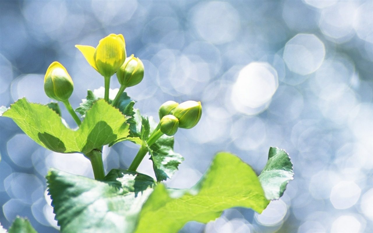 Hojas de las plantas con fondos de pantalla de alta definición de rocío #12 - 1280x800