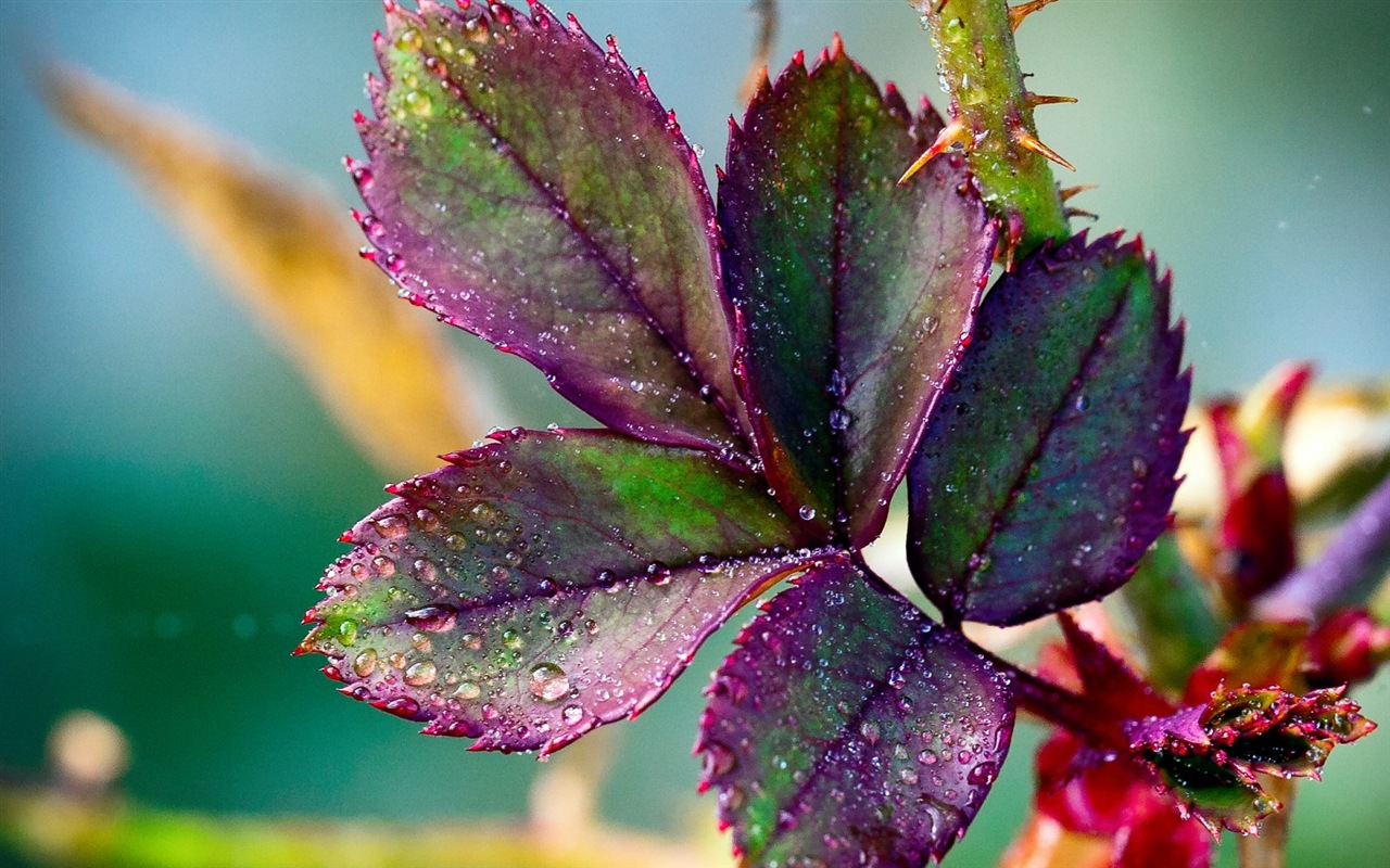 Les feuilles des plantes avec des papiers peints rosée HD #15 - 1280x800