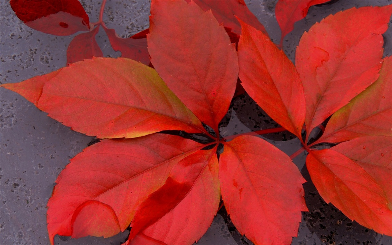 Hojas de las plantas con fondos de pantalla de alta definición de rocío #16 - 1280x800