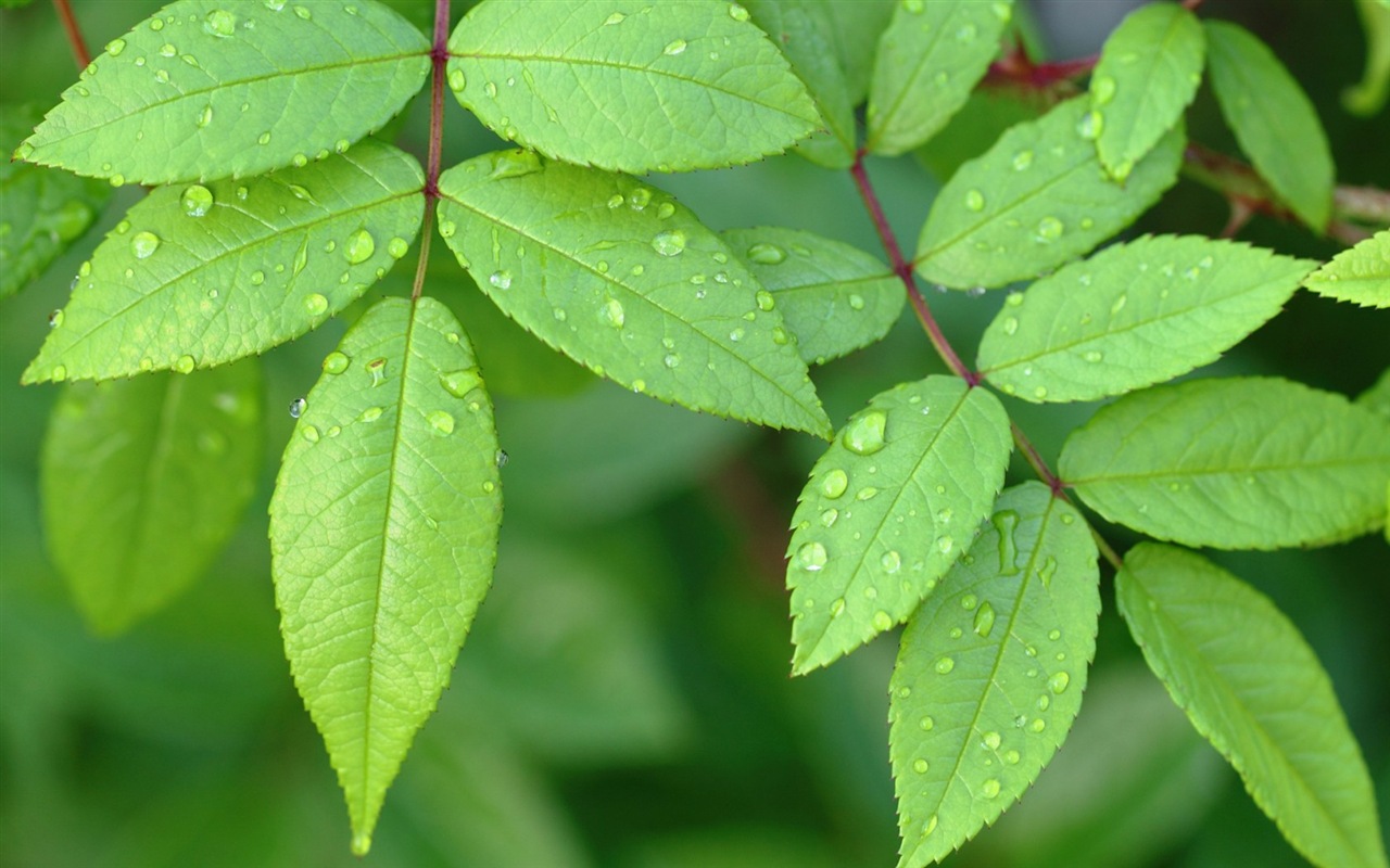 Les feuilles des plantes avec des papiers peints rosée HD #17 - 1280x800