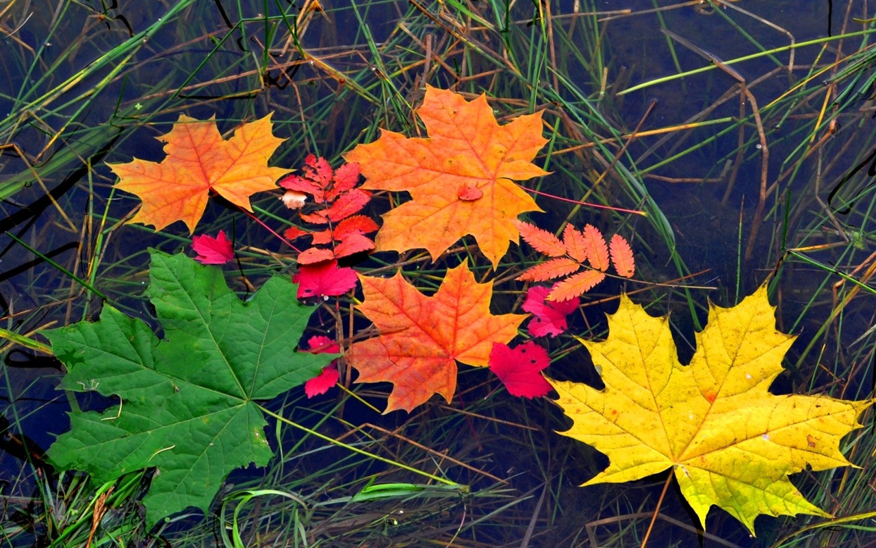 Plant leaves with dew HD wallpapers #18 - 1280x800