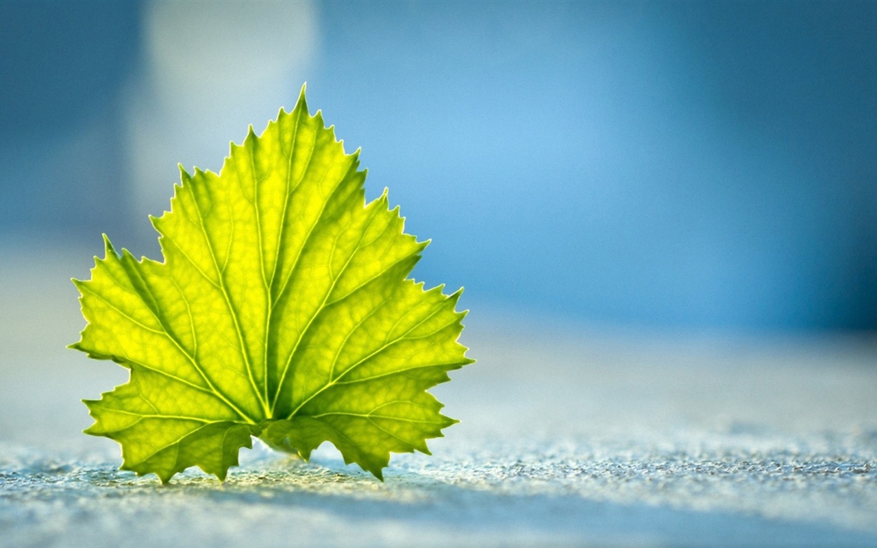 Les feuilles des plantes avec des papiers peints rosée HD #19 - 1280x800