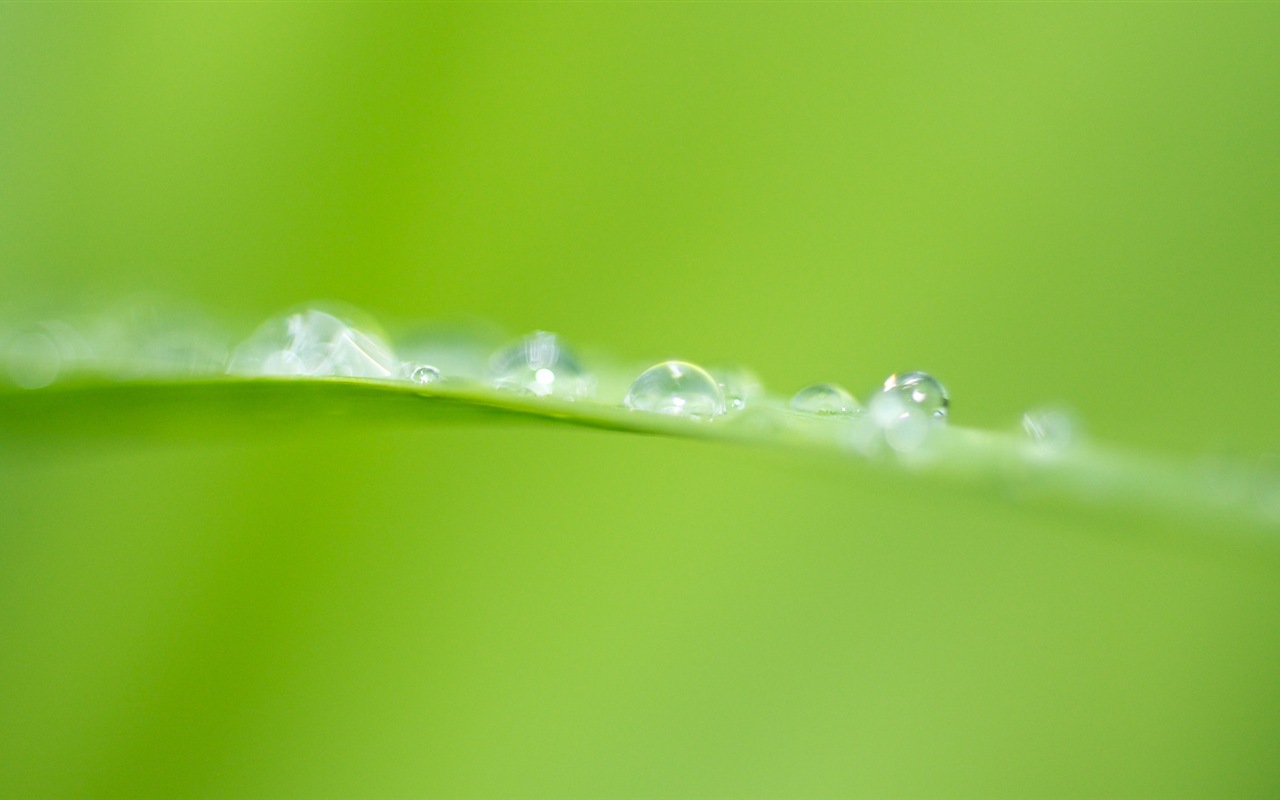 葉子與露珠 高清植物壁紙 #20 - 1280x800