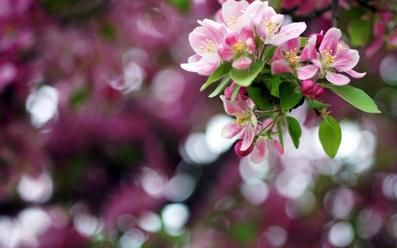 Macro close-up of beautiful flowers HD wallpapers #2 - 1280x800