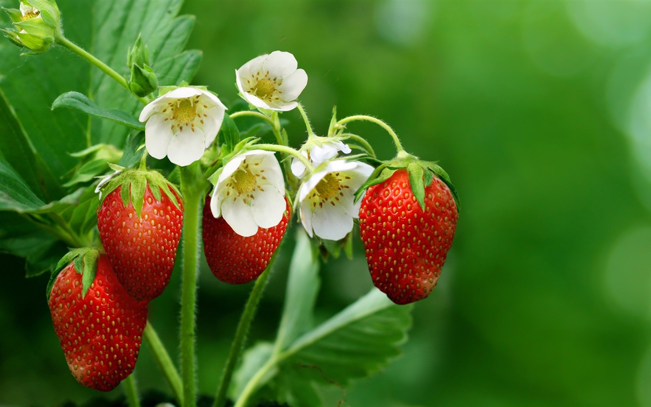 Macro close-up of beautiful flowers HD wallpapers #3 - 1280x800