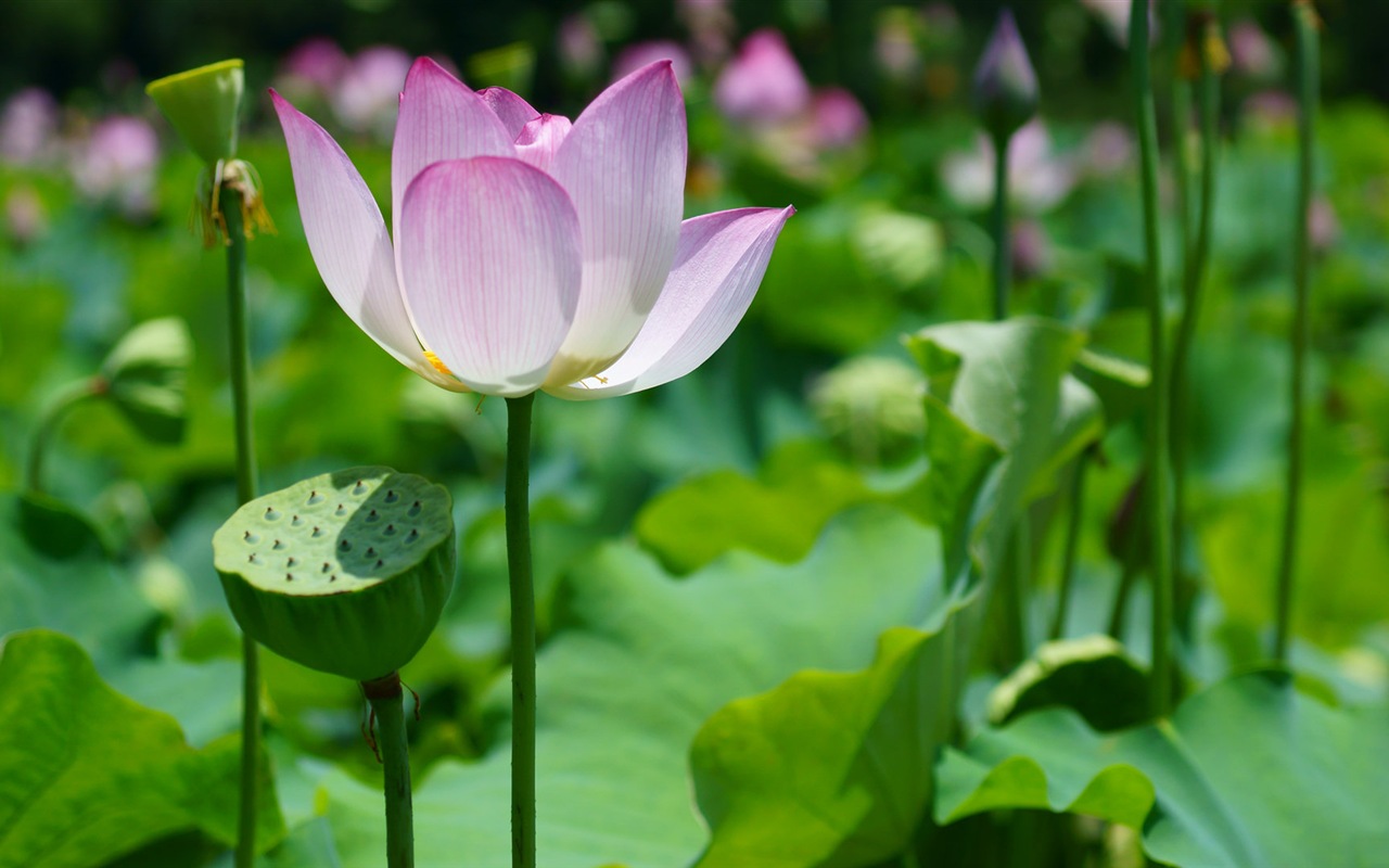 美丽的鲜花 微距特写 高清壁纸5 - 1280x800