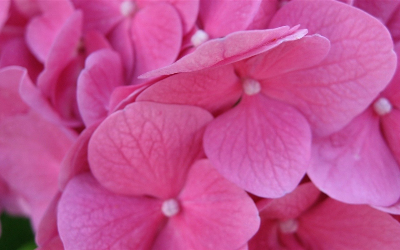 Macro close-up of beautiful flowers HD wallpapers #12 - 1280x800