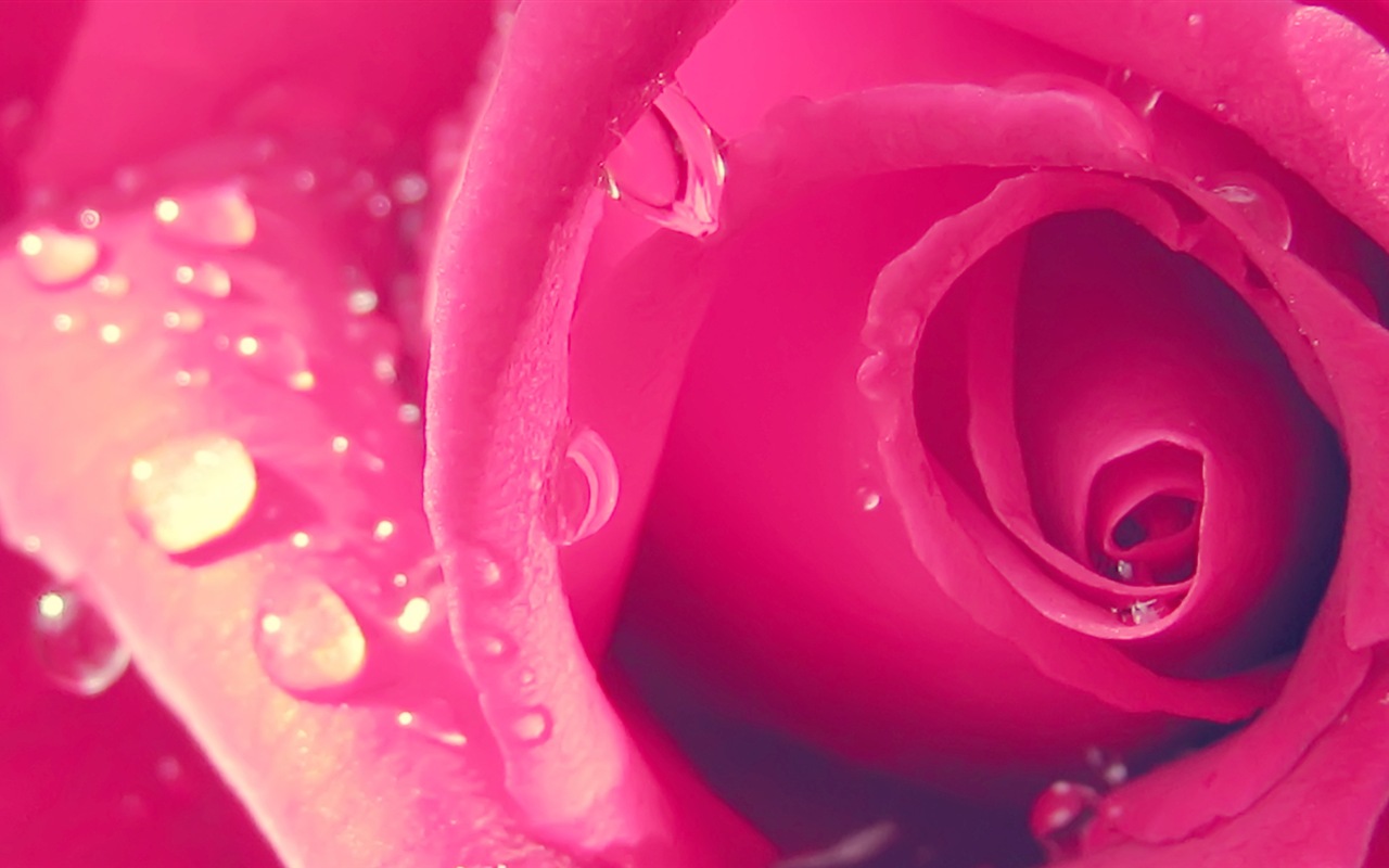 Macro close-up of beautiful flowers HD wallpapers #18 - 1280x800