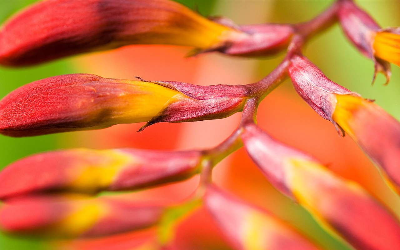 Macro close-up of beautiful flowers HD wallpapers #19 - 1280x800