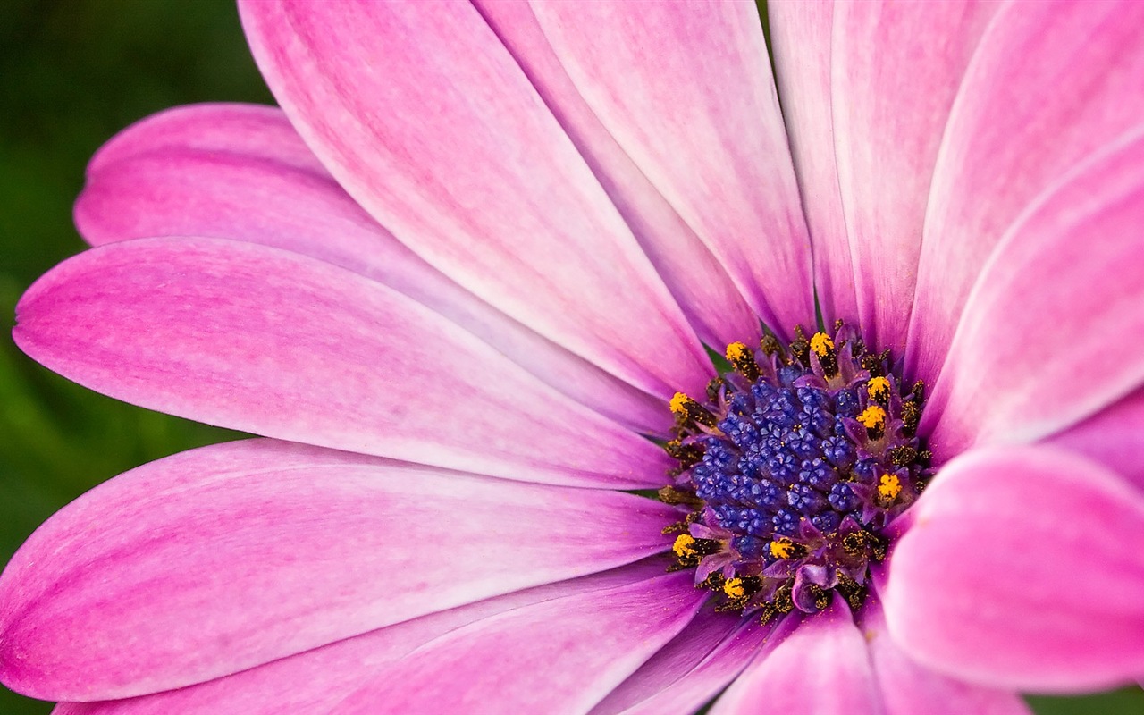Macro close-up of beautiful flowers HD wallpapers #20 - 1280x800