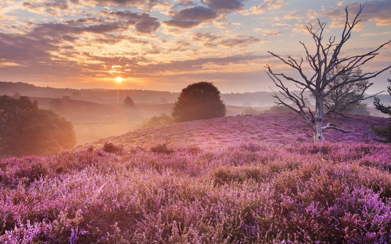 Paysage brumeux matin, Windows 8 écran thème #2 - 1280x800