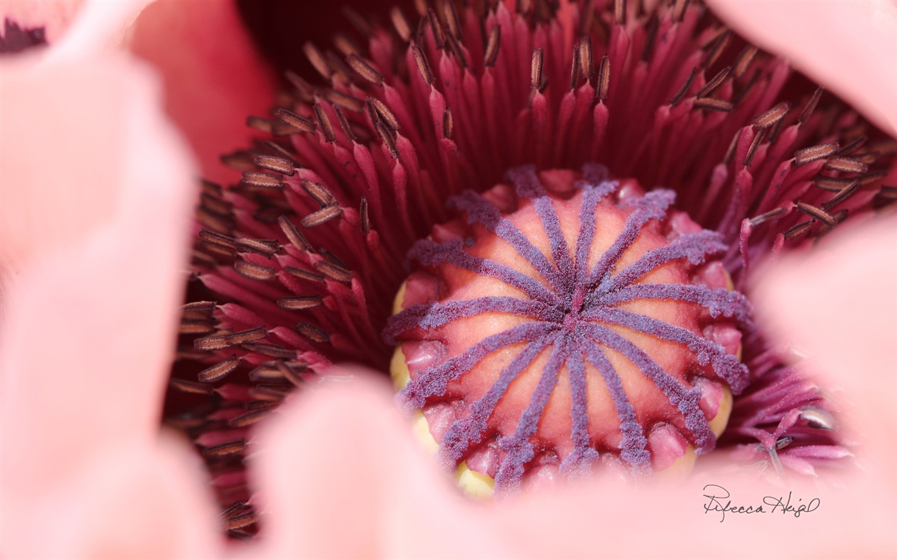 春暖花開，Windows 8 主題壁紙 #2 - 1280x800