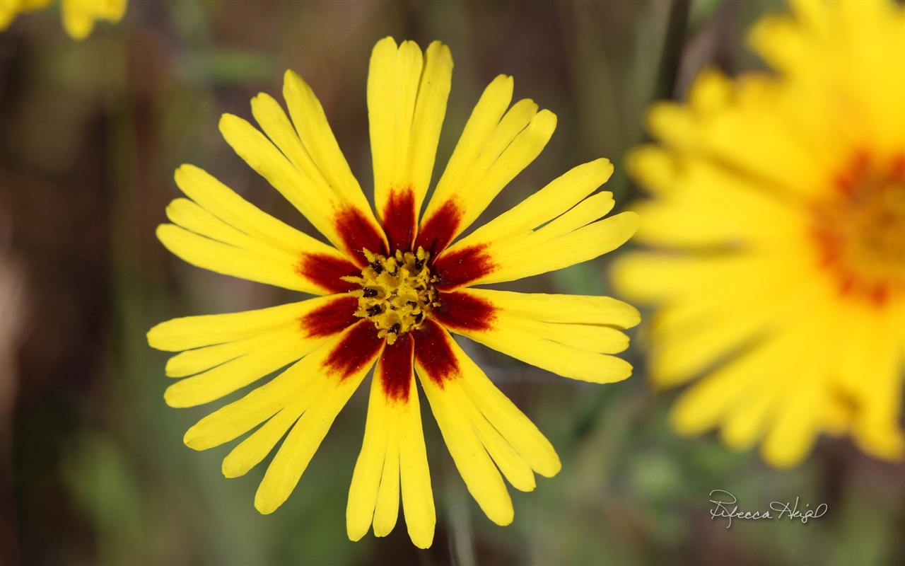 春暖花開，Windows 8 主題壁紙 #3 - 1280x800