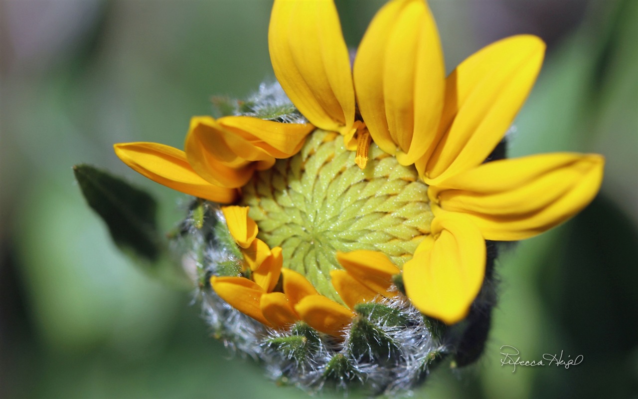 春暖花開，Windows 8 主題壁紙 #4 - 1280x800