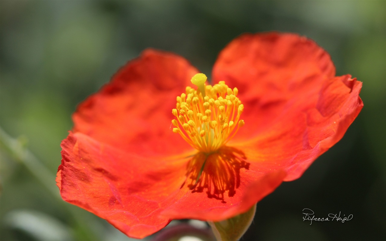 봄 꽃의 꽃, 윈도우 8 테마 배경 화면 #5 - 1280x800