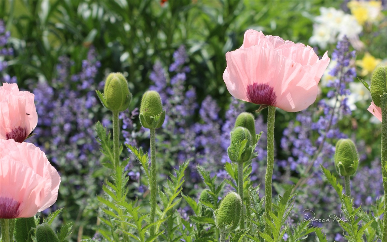 Spring flowers bloom, Windows 8 theme wallpaper #10 - 1280x800